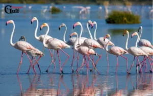 Birds of the Arabian Peninsula