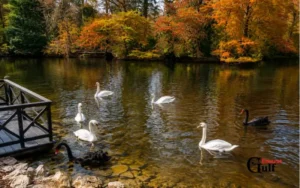 Swan Lake