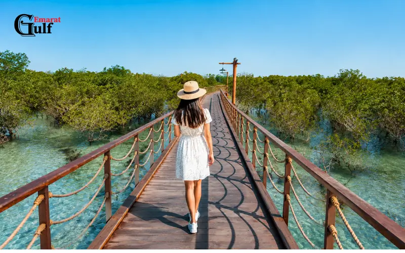 Walk Along the Mangrove Boardwalk at Jubail Mangrove Park